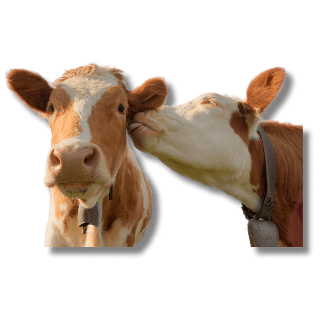 Palabras Difíciles del Francés